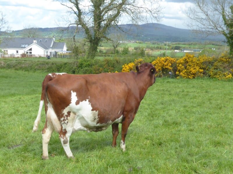 An outstanding 4th calved daughter of Covey Farms Rattler owned by Raymond King