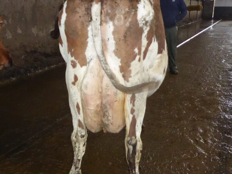 Rear shot of Beechmount Marie Girl 11 EX93 2E