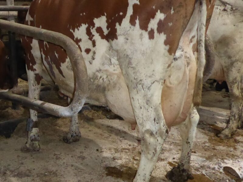 Beechmount Marie Girl 6 EX92 4E by Beechmount Tristan in her 6th lactation Grand Dam of Beechmount Magic Mike