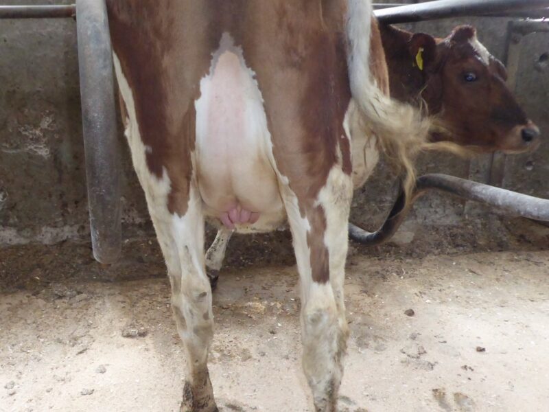 Beechmount Marie Girl 23 by Marbrae Bigtime, half sister to Beechmount Magic Mike, 10 days off calving