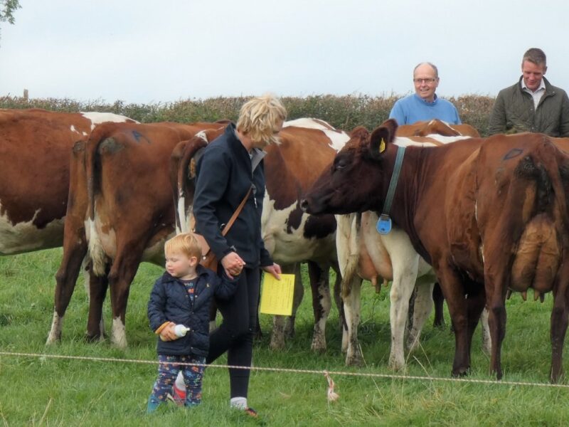 Outstanding group of heifers