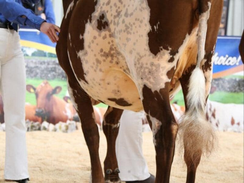 Paith Hawaiian Eclipse - Sired by Pam Ayrs Hawaiian