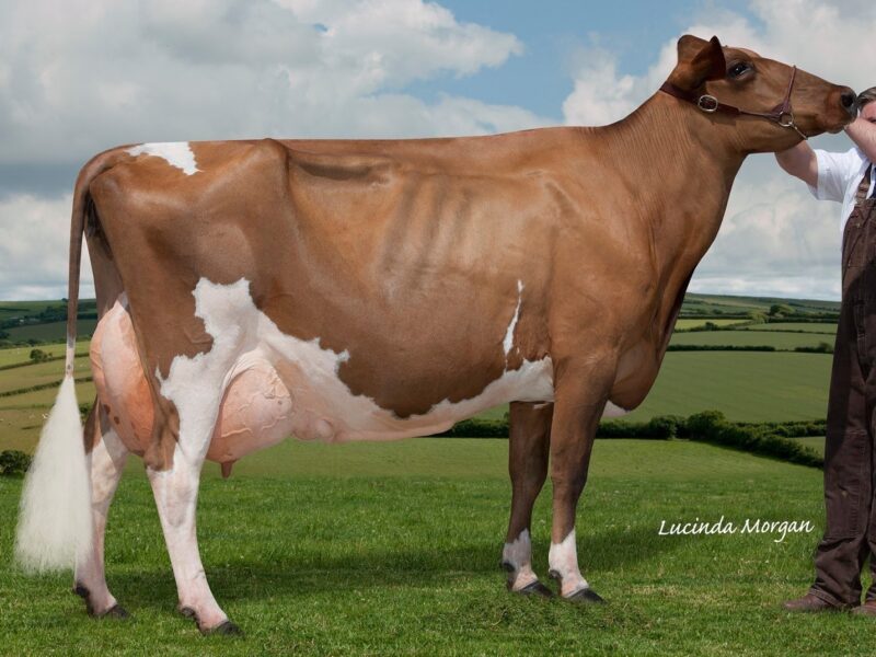 Dam of Willhome Perfek Rosie choice of Lot 8