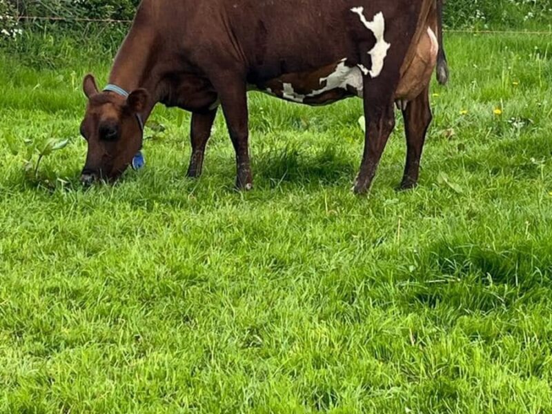 Haresfoot Panache daughter.
