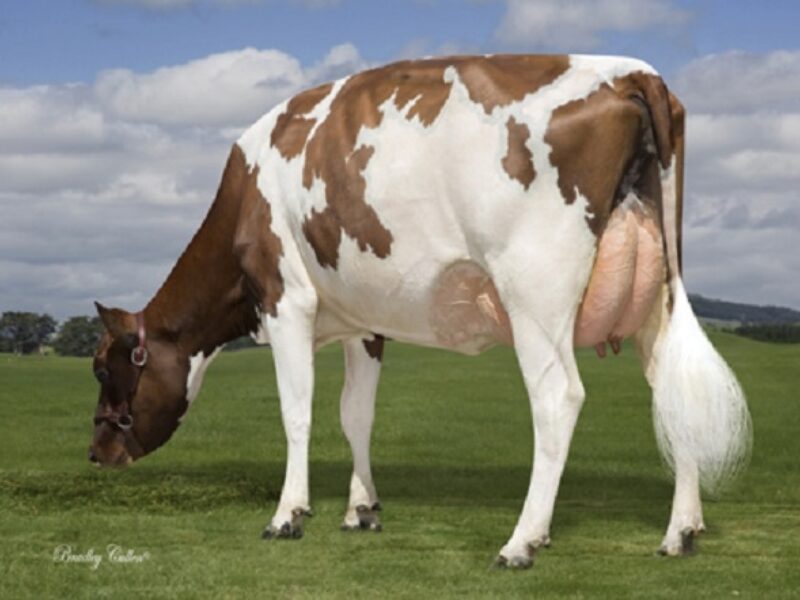 Pukekaraka Crown Lady by Ardmore Crown Napier