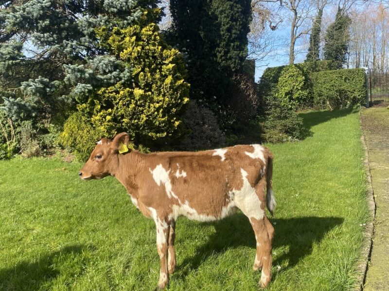 Lot 1 - Ravenhill Nickle Ethel 2