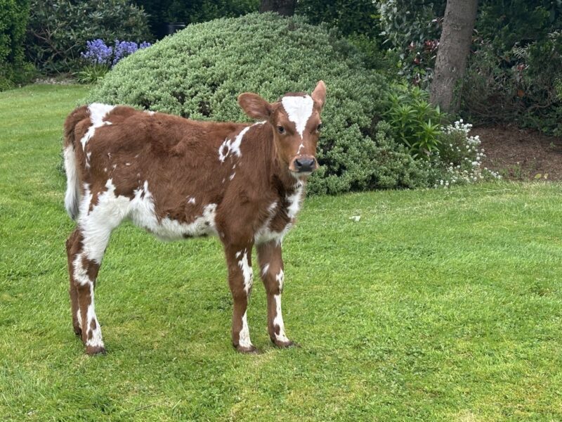 Top price Live animal Ravenhill Panache Ethel 3 £4400