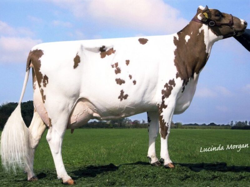 Dam of Rosehill Manderville - Rosehill Black Magenta