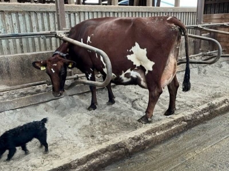 6th calved daughter of West Mossgiel Modern Reality.