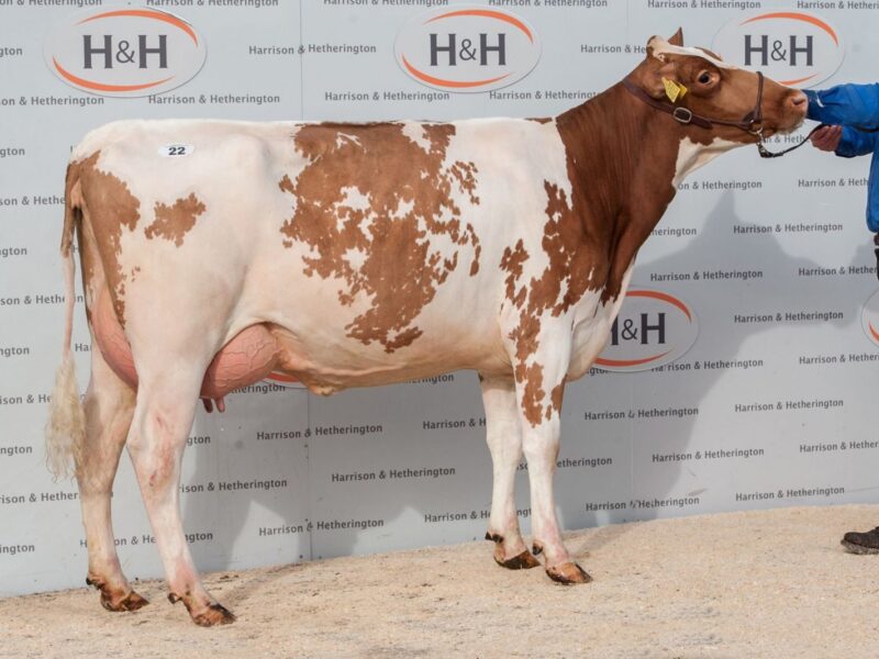 Reserve Champion
