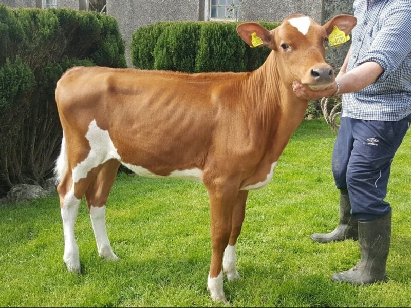 Rhos Pamelas Hunny - The 2018 Conference top price of 10,800 !!