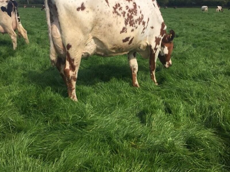 A daughter of Ardmore Crown Napier in the Rhos Herd