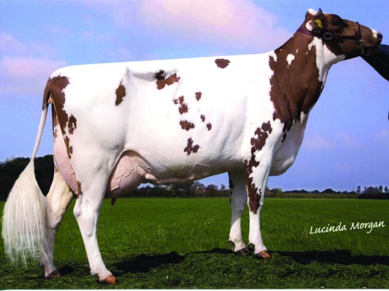 Dam of Rosehill Manderville