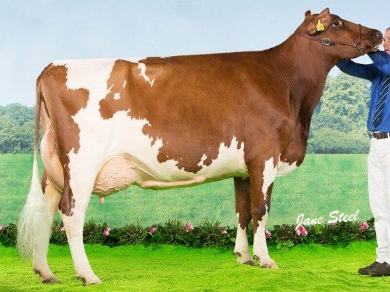 Swaites Dilly 4 Dam of Swaites Dilly 12
