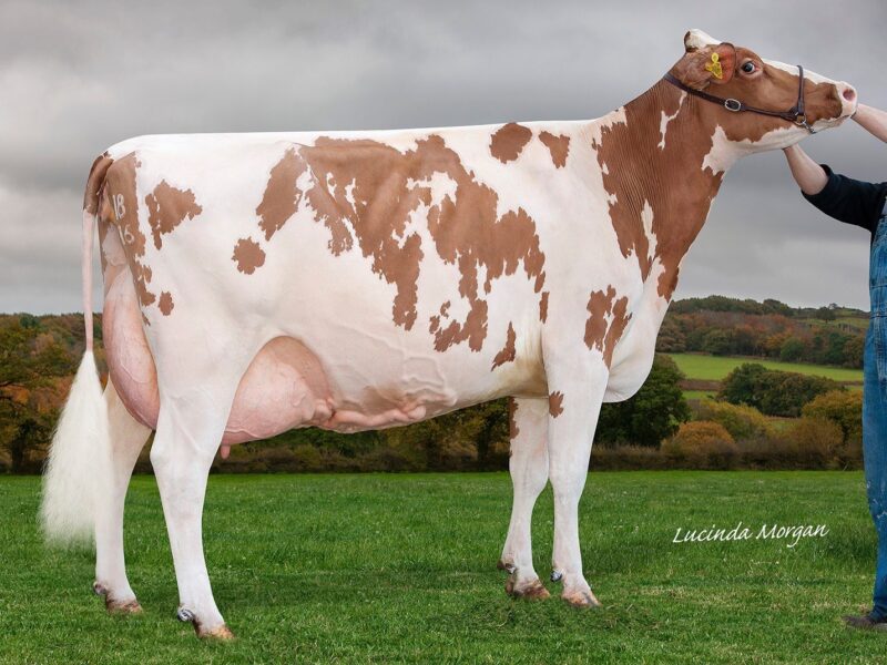 Reserve Sandyford Absolute Clover