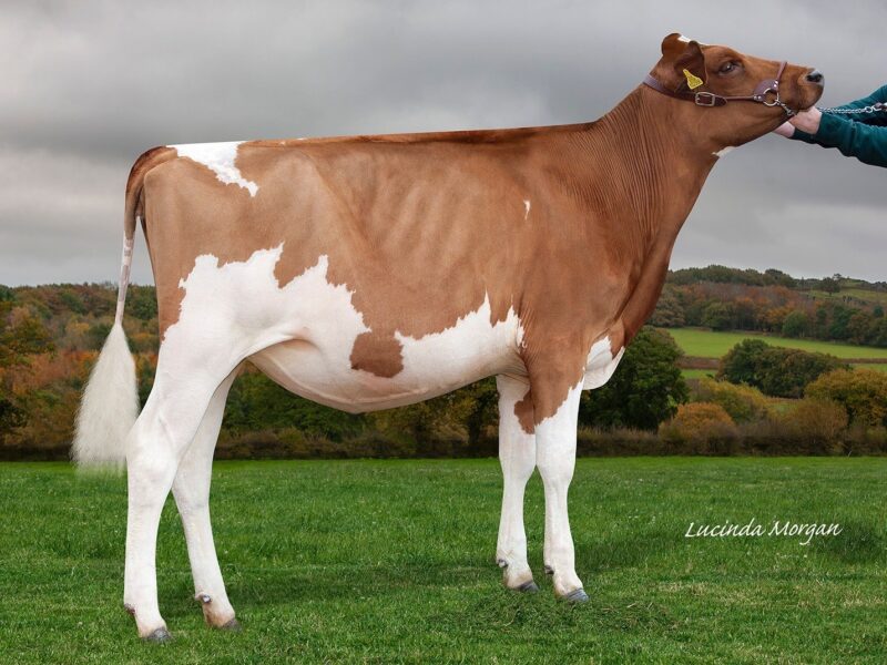 Reserve Champion Sandyford Clolord Donella