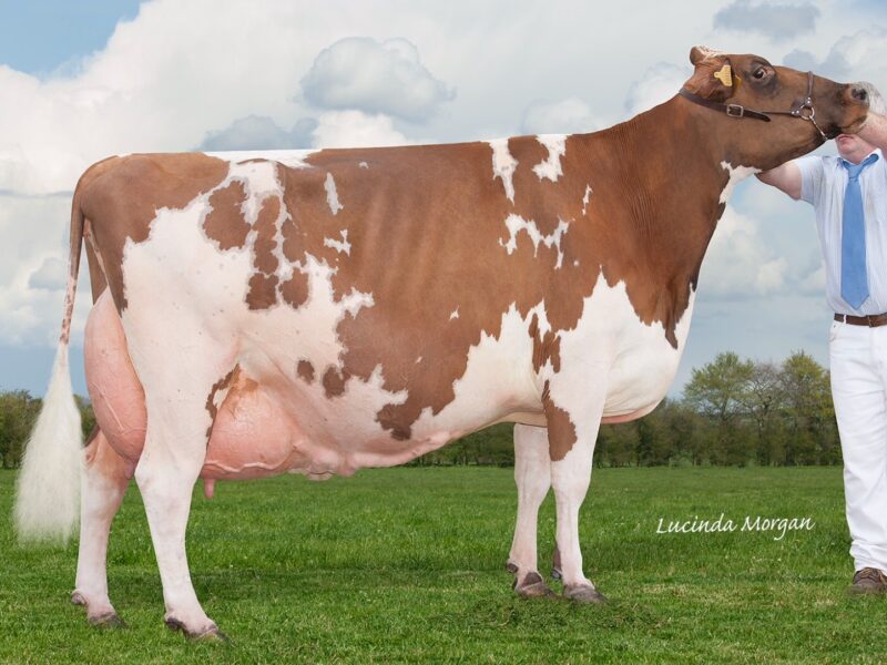 Sandyford Clover 10 EX97 (7)