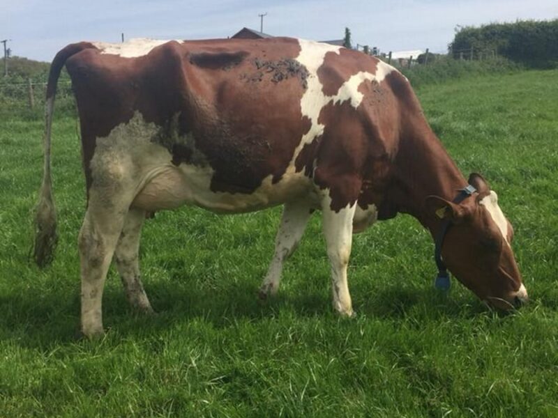 A daughter of Rosehill Vitality in the Gwynnog Herd