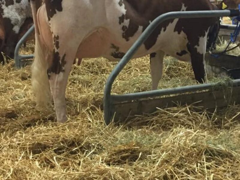 Sandyford Crown Clover - 1st place Junior 2 year Old