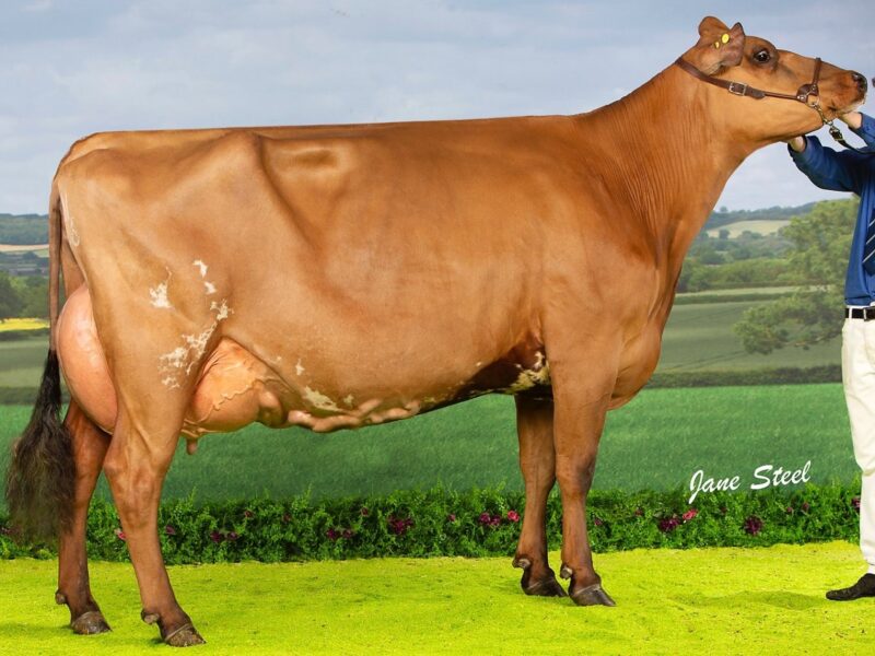 Champion Sandyford Dark Hester
