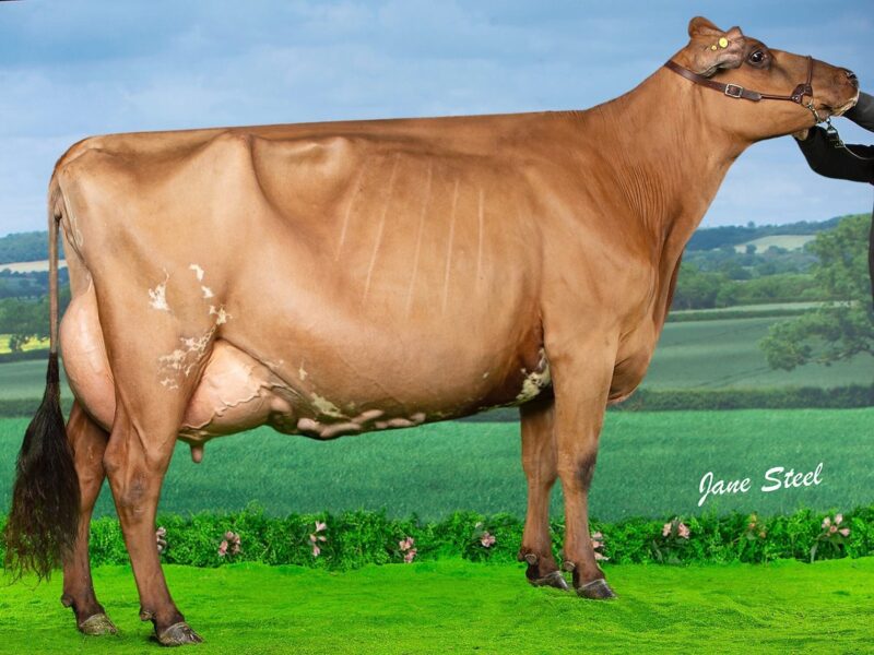 Champion, G5 Sandyford Dark Hester