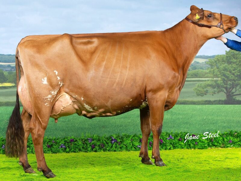 Reserve, F9 Sandyford Dark Hester