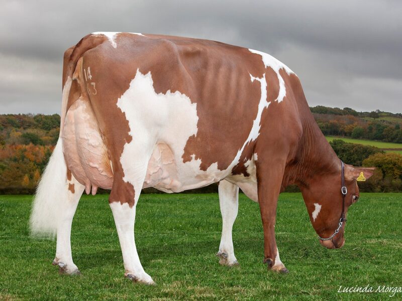 Honourable Mention Sandyford Provider Marsala