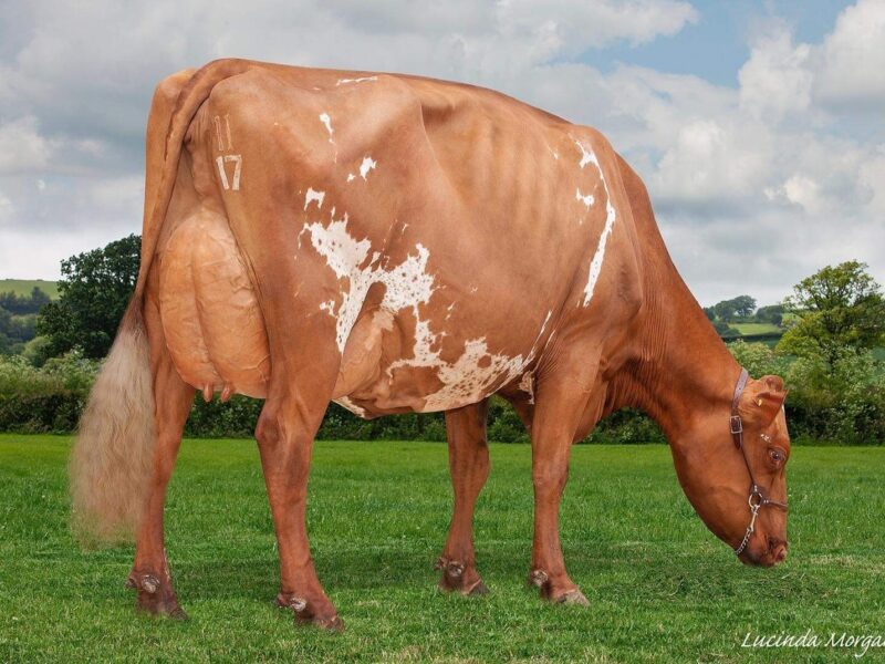 Lot 3 - Sandyford Real Punchy ET EX94 2E, Dam of Embryos