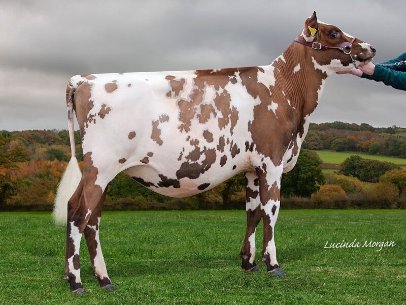 Honourable Mention Sandyford Snowlord Clover