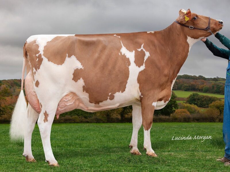 Champion Sandyford Supreme Fable 2
