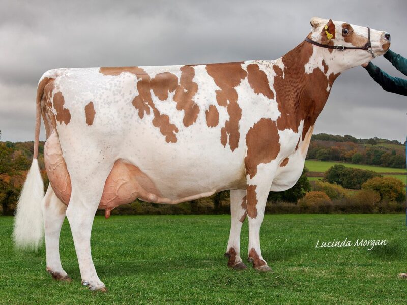 Honourable Mention Sandyford Triclo Bella 2