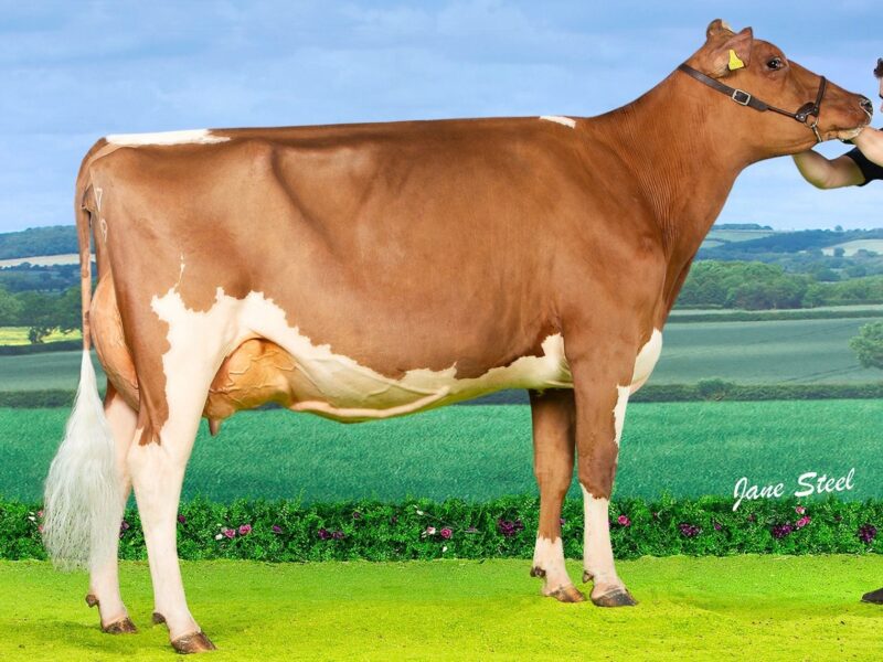 Champion Sandyford Triclo Diamond