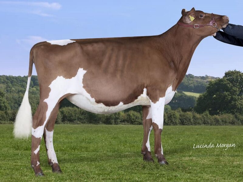 Sandyford Triclo Fable - sired by Sandyford Triclo