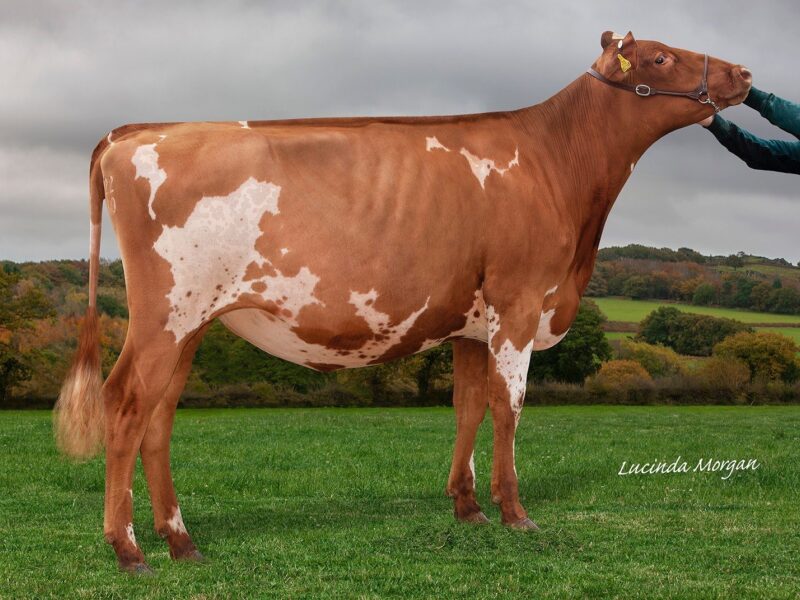 Sandyford Triple T Fable sired by Sandyford Triclo
