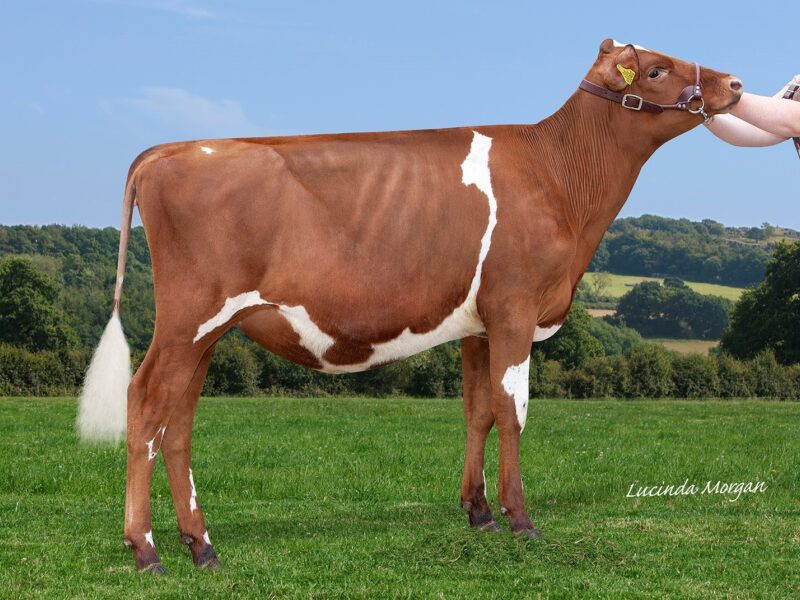 Sandyford TTT Fable - Sired by Sandyford Triclo