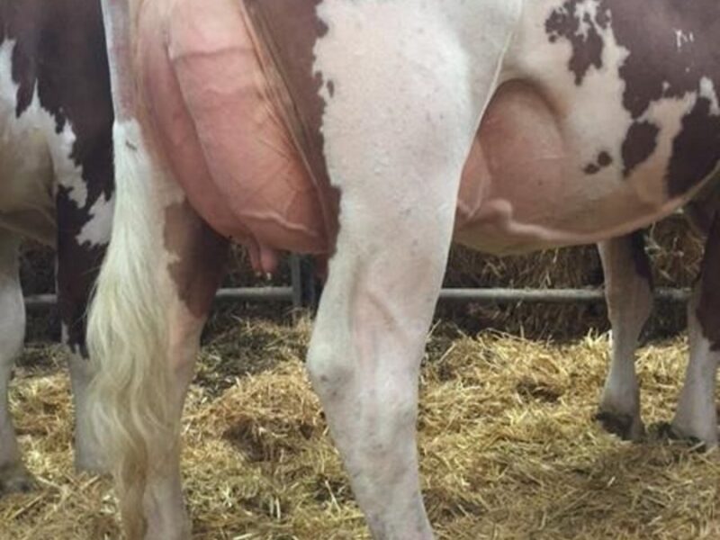 Vitality Daughter in the Lessnessock herd