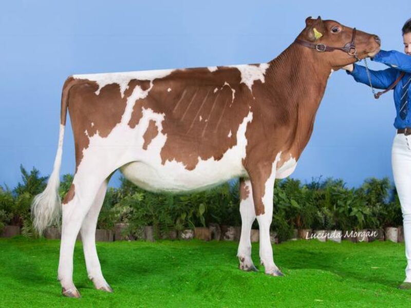 Sndyford Vitality Spottie - All Britain Junior Heifer 2016