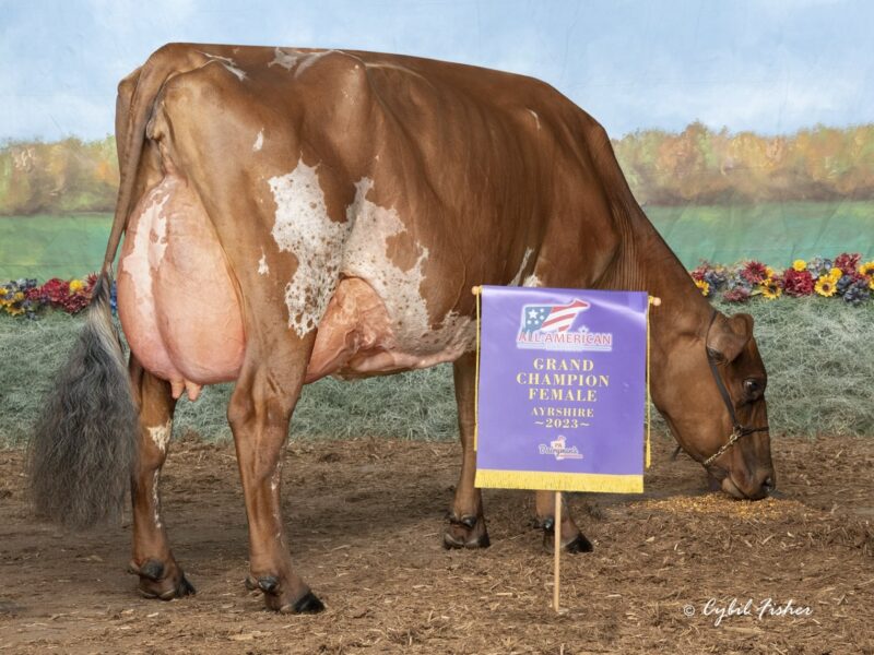 Highest Embryo Lot £1700 per Embryo from Margot Precious USA