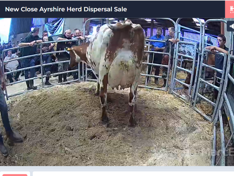 Top price at 5400 gns New Close Linnet 84 EX91
