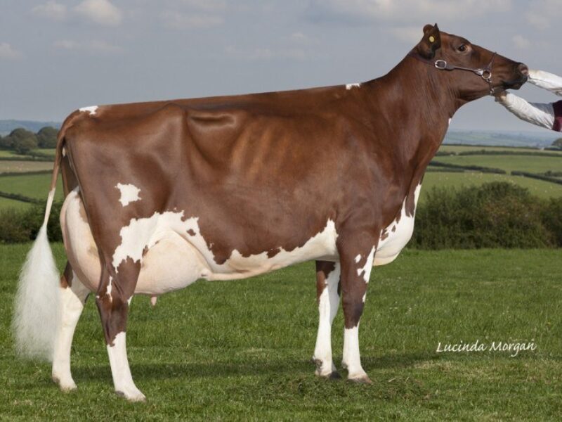 Dam of Rhos Pamelas Honey lot 10