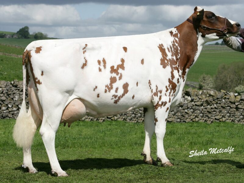 The dam of Heydale White Willow