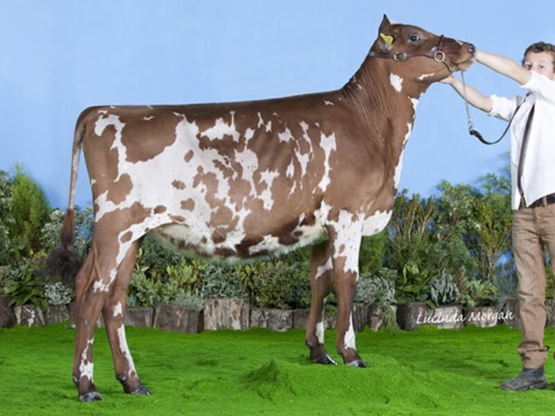 Sandyford Star Clover
