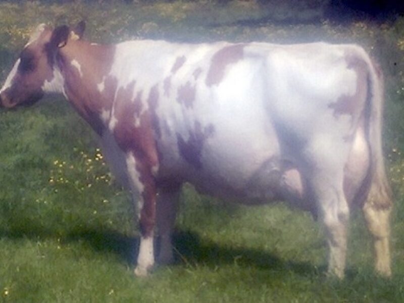 Stamford Charm 59EX95 (3)