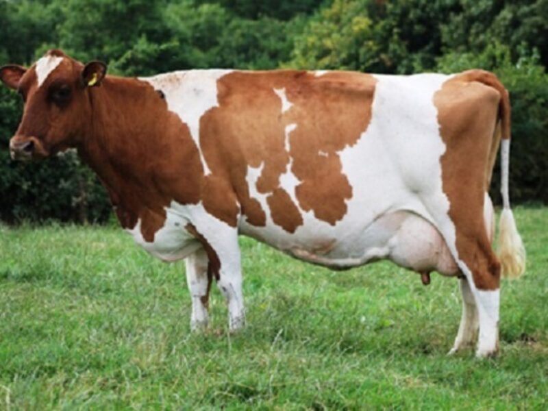 Stamford Charm 62 EX 92