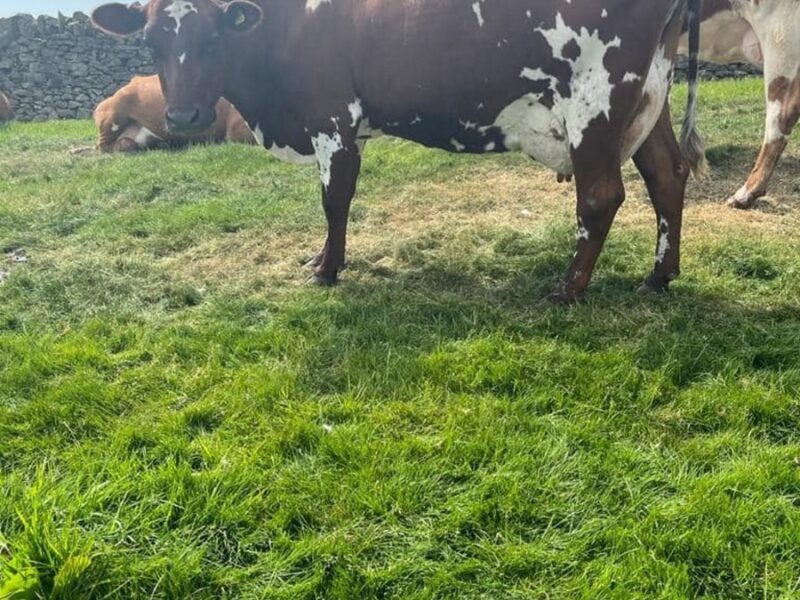 Sired by Sandyford Supreme