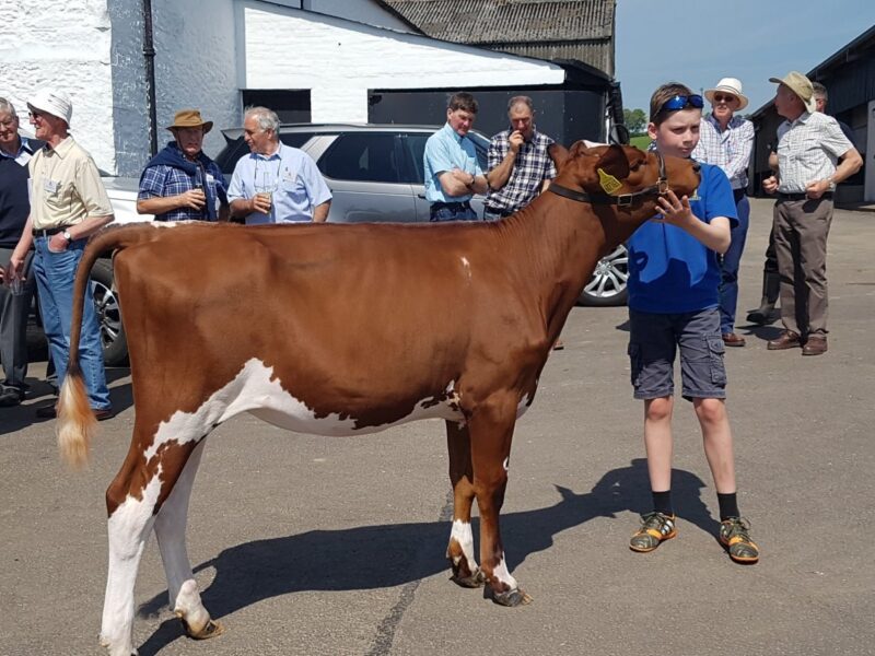 Top Price at £3800 Swaites Dilly 12 from J Adamson