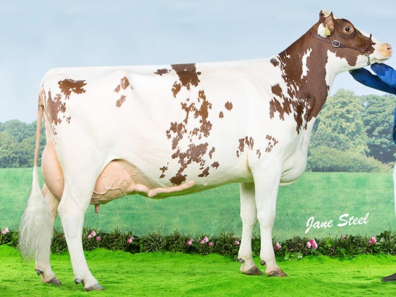Swaites Nice Girl 14 VG 88