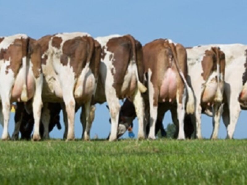 The first batch of heifers to calve by Halmyre Urr Lieutenant EX 92