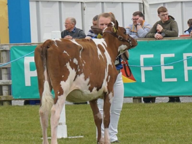 Threemile Mandella Pam - Sired by Hunnington Mandella