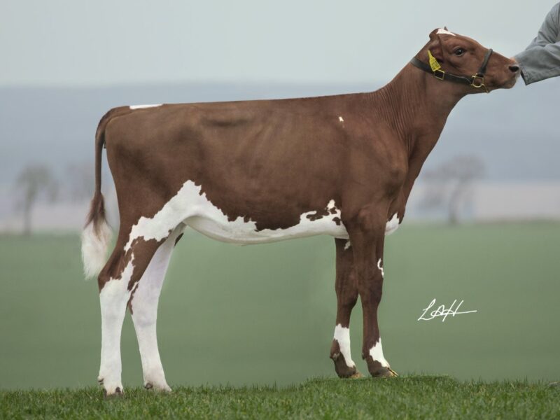 Swaites Dilly 12 Sells